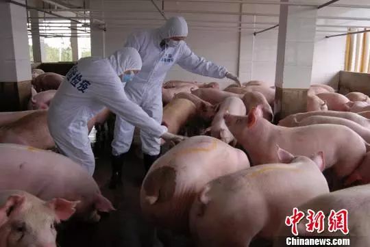 资料图：动物检疫人员在对供港活猪养殖场进行现场检疫。　邹冬辉　摄